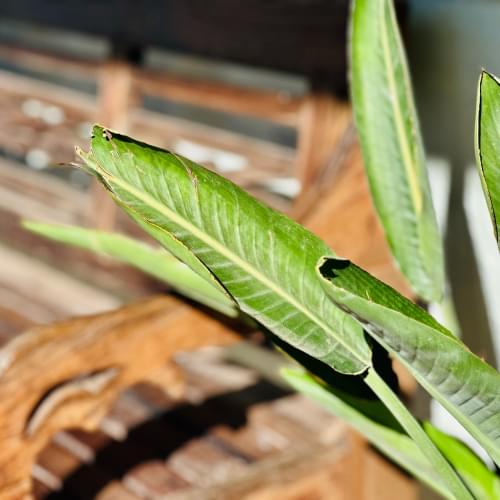 Loloho Lodge Atmosphere 9