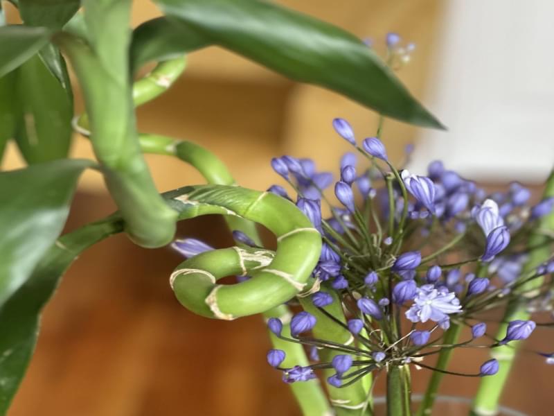 Loloho Lodge Rooms 5